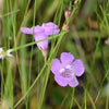100 FALSE PURPLE FOXGLOVE Rose Gerardia Wetland Agalinis Purpurea Flower Seeds