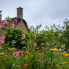10 VULCAN MALOPE Trifida / Mallowwort / Mallow Flower Seeds