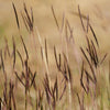 300 Ornamental BIG BLUESTEM GRASS Beardgrass Andropogon Gerardii Seeds