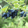 30 HONEYBERRY Blue Honeysuckle Lonicera Caerulea Edible Fruit Shrub Seeds
