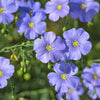 100 BLUE FLAX (Prairie Flax / Lewis Blue Flax) Linum Perenne Lewisii Flower Seeds