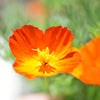 1500 MIKADO POPPY Red Orange California Poppy Flower Eschscholzia Californica Seeds