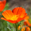 1500 MIKADO POPPY Red Orange California Poppy Flower Eschscholzia Californica Seeds