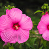 25 Grenache Vintage Hot PINK HARDY HIBISCUS Hibiscus Moscheutos Flower Seeds