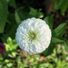 250 White POLAR BEAR ZINNIA Elegans Flower Seeds