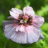 100 MOTHER Of PEARL POPPY Mix Papaver Rhoeas Shirley Flower Seeds Mixed Colors