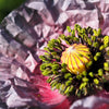 50 Organic AMAZING GREY POPPY Papaver Rhoeas Silvery Gray Flower Seeds