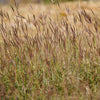 300 Ornamental BIG BLUESTEM GRASS Beardgrass Andropogon Gerardii Seeds