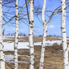 100 WHITE Japanese BIRCH TREE Betula Platyphylla Japonica Seeds