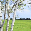 100 WHITE Japanese BIRCH TREE Betula Platyphylla Japonica Seeds