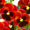 50 RED & BROWN PANSY Swiss Giant Violet Viola Wittrockiana Flower Seeds