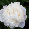 5 GARDEN PEONY Paeonia Lactiflora Red Pink White Mix Chinese Peony Flower Seeds