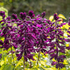 20 BRIGHT PURPLE SALVIA Splendens Scarlet Sage Flower Seeds