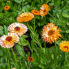 20 ZEOLIGHTS CALENDULA Officinalis MARIGOLD Flower Seeds Zeolight Coral Peach Apricot Pink