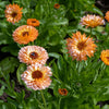 20 ZEOLIGHTS CALENDULA Officinalis MARIGOLD Flower Seeds Zeolight Coral Peach Apricot Pink