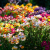 50 CARNIVAL MIX NEMESIA Strumosa Mixed Colors Flower Seeds