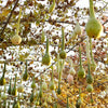 30 DIPPER GOURD Siphon Gourd Green Lagenaria Siceraria Vegetable Seeds