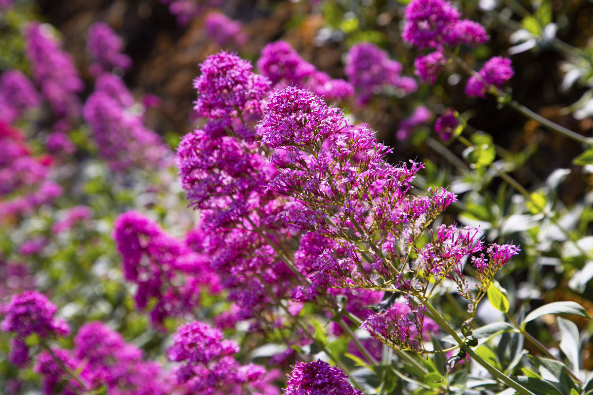 Mixed Colors Butterfly Bush Buddleja Davidii Flower Shrub Seeds – photo 18
