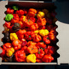 Red Jamaican Hot Pepper Seeds – Capsicum Chinense Scotch Bonnet Vegetable – photo 5