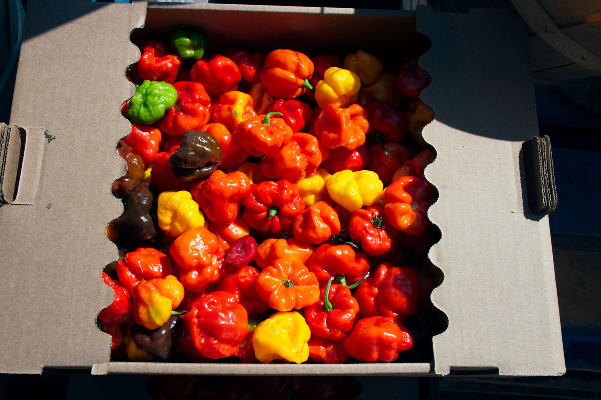 Red Jamaican Hot Pepper Seeds – Capsicum Chinense Scotch Bonnet Vegetable – photo 5