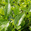 5 TEA PLANT Black & Green Drinking Tea Camellia Sinensis Evergreen Tree Shrub Flower Seeds
