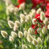Bunny Tails Grass Seeds – (Hares Tail) Ornamental Lagurus Ovatus – photo 3