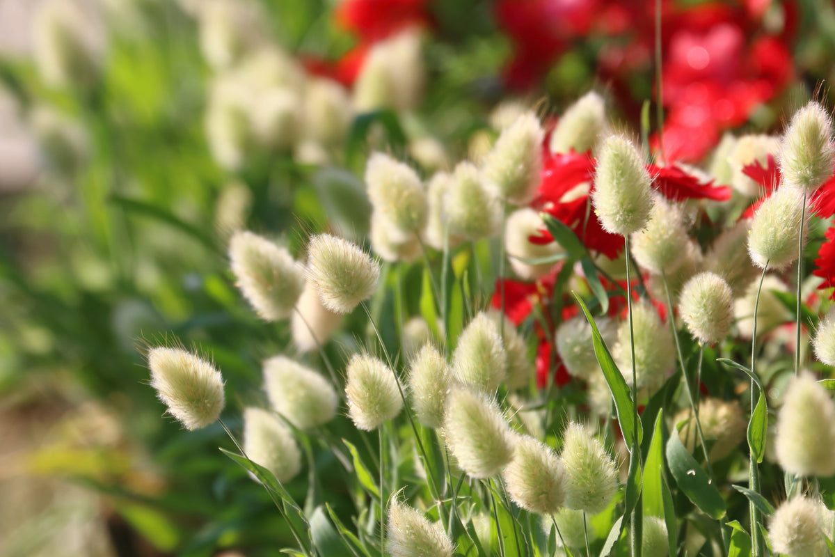 Bunny Tails Grass Seeds – (Hares Tail) Ornamental Lagurus Ovatus – photo 3