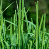 500 DERBY TIMOTHY GRASS Ornamental Phleum Pratense Seeds
