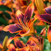 10 MIXED COLORS DAYLILY Hemerocallis Day Lily Fine Mix Red Purple Flower Seeds