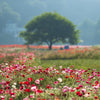 Mixed Colors Oriental Poppy Papaver Orientale Flower Seeds – photo 7