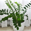 ZZ Plant