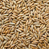 300 Wrens Abruzzi WINTER RYE Secale Cereale Grain Cover Crop Seeds