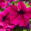 Shanin Petunia Seeds – Integrifolia Violacea Pink Purple Wild Flower – photo 3