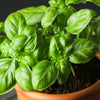 2000 SWEET GENOVESE BASIL Ocimum Basilicum Herb Flower Seeds
