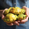 10 Golden YELLOW Bush SCALLOP SQUASH (Patty Pan / Paty Pan / Squanter Squash) Summer Cucurbita Pepo Vegetable Seeds