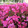 25 Rose PINK WAX BEGONIA Semperflorens Fibrous Shade Flower Seeds