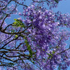 25 BLUE JACARANDA TREE ( Fern Tree / Brazilian Rose Wood / Green Ebony ) Jacaranda Mimosifolia Seeds