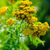 250 Yellow GOLDEN AGERATUM Lonas Inodora Flower Seeds