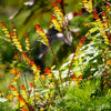 Firecracker Vine Seeds – Flower Mina Lobata Exotic Love Spanish Flag Ipomoea – photo 9