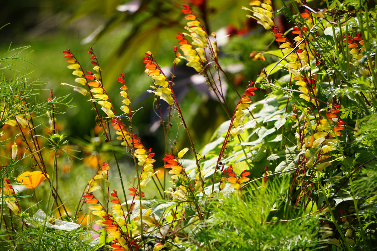 Firecracker Vine Seeds – Flower Mina Lobata Exotic Love Spanish Flag Ipomoea – photo 9