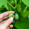 10 CUCAMELON Melothria Scabra Mouse Melon Mexican Gherkin Mini Watermelon Cucumber Fruit Vine Seeds