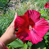 25 Grenache Vintage Hot PINK HARDY HIBISCUS Hibiscus Moscheutos Flower Seeds