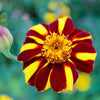 100 COURT JESTER MARIGOLD French Tagetes Patula Nana Red Yellow Striped Flower Seeds