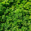 1500 TRIPLE CURLED PARSLEY Petroselinum Hortensis Herb Vegetable Seeds