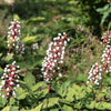 10 DOLL'S EYES Flower White Baneberry Cohosh Actaea Pachypoda Alba Seeds