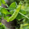 Snow Pea Seeds – Pisum Sativum Vegetable – photo 2