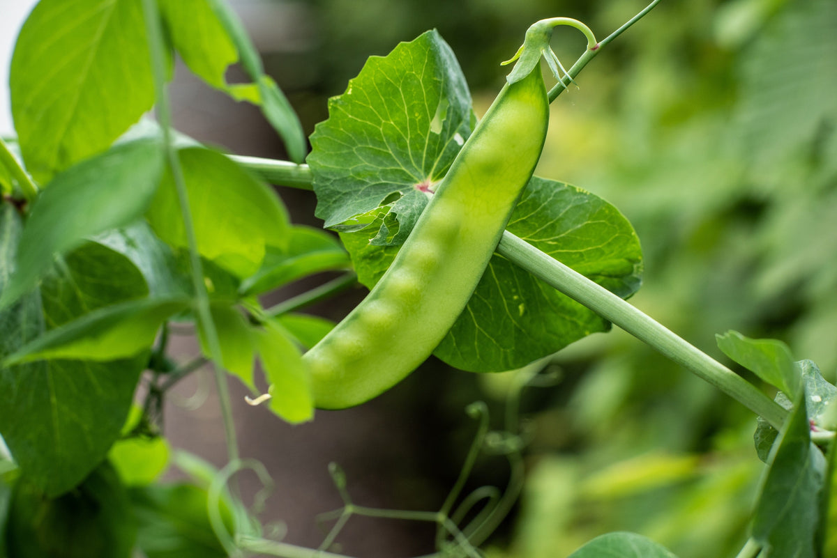 Snow Pea Seeds – Pisum Sativum Vegetable – photo 2