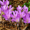 10 AUTUMN CROCUS Colchicum Autumnale Meadow Saffron Flower Seeds