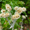 100 White SWEET EVERLASTING Gnaphalium Obtusifolium Butterfly Flower Herb Seeds