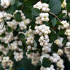 25 COMMON SNOWBERRY - WHITE Berries Pink Flowers Symphoricarpos Alba Shrub Seeds